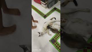 Liya ekhn bachhader niye basto🥰 viralshort everyone highlights cutebaby cat youtubeshorts [upl. by Ettigirb]