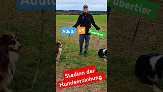 Hund in der Pubertät 🆚 Erwachsener Hund hundetraining [upl. by Laeno]