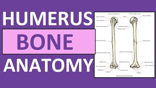 Humerus Bone Anatomy and Physiology Lecture [upl. by Rizzi925]