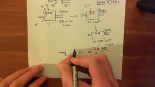 The Sarco  Endoplasmic Reticulum Calcium ATPase SERCA Part 2 [upl. by Lucien]