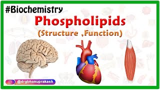 Phospholipids Structure Function  Types  Animation  Medical Biochemistry [upl. by Crispa]