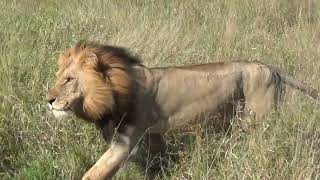 Mega Lion Pride  Sweni 3 Big Males [upl. by Peer]