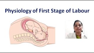 First stage of labourCervical EffacementCervical DilatationUterine Action [upl. by Casimire]