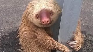 Authorities Help Sloth Clinging To Guardrail That Was Scared To Cross Road [upl. by Lehsar]