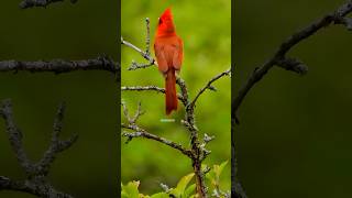 Bird with flaming feathers and a crown bird birdslover nature wildbirds shorts [upl. by Naelopan642]