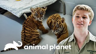 Três filhotes de tigre continuam crescendo com saúde  A Família Irwin  Animal Planet Brasil [upl. by Itch]