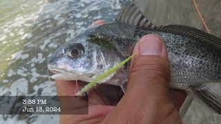 FishTales Lake Aquilla The Spillway [upl. by Ransome]