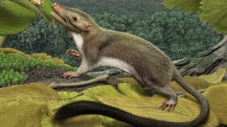 Researchers Reconstruct the Common Ancestor of Placental Mammals [upl. by Mathilda]