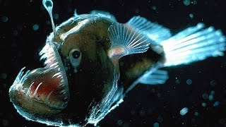 Top 10 Scariest Fish [upl. by Tjaden]