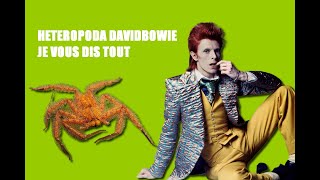 Heteropoda davidbowie je vous dis tout [upl. by Wallford491]