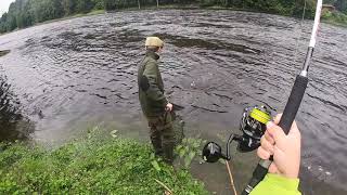 Salmon at Cargill on the river Tay [upl. by Freda939]