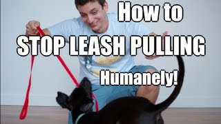 How to Train Your Dog to NOT PULL on the Leash [upl. by Melmon74]