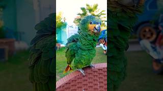 Orange Winged Amazon Parrot Talking Like Indian Ringneck Parrot parrotparadise shorts [upl. by Namas]