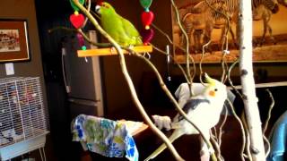 Kakariki amp Cockatiel parrots talking [upl. by Hortensia]