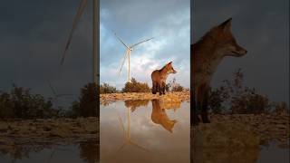 Wind farm amp 🦊🦊☃️ greenenergy nature turbine 💨 [upl. by Ennis856]