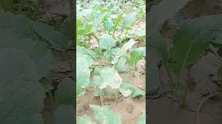 Winter vegetables update vegetablegardeningwintervegetablewinterspecialshortgardendesiplanting [upl. by Niroht]