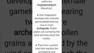 How do gymnosperms reproduce Class 11 Biology Chapter 3 [upl. by Priestley]