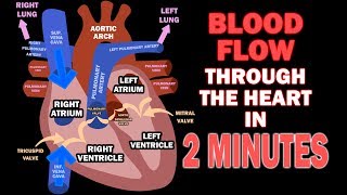 Blood Flow through the Heart in 2 MINUTES [upl. by Hajidak]