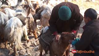 Himalayan transporation system  sheep farm [upl. by Werbel]