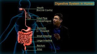 Digestive System in Human  CBSE Class 10 Science Chap  6 Biology  Life Processes  Toppr Study [upl. by Roeser47]