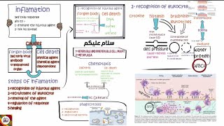 Mechanism of inflammation [upl. by Adile73]