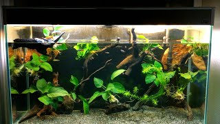 200L pour Tanichthys  aquascape simple et dépaysant [upl. by Arrad]