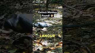 Extinct Animal Caught on Camera [upl. by Tillion65]