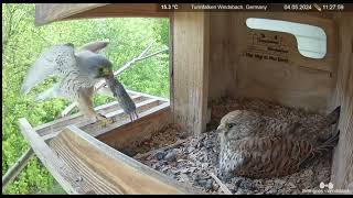 Common Kestrel nest Windsbach Germany May 4 2024 [upl. by Glaudia]