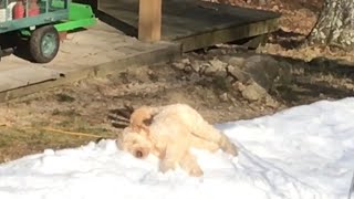 Funny dog video 🐶 [upl. by Mesics]