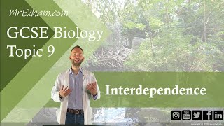 Interdependence  GCSE Biology 91 93 [upl. by Odetta440]