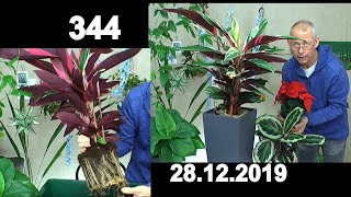 Spezial Zimmerpflanzen umtopfen die Calathea XL in mineralisches Substrat und Lechuza Topf [upl. by Akelam]