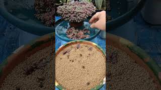 Sedum Dasyphyllum Lilac Mound propagation  bikolanahardinera shortvideo succulent propagation [upl. by Kcerb721]