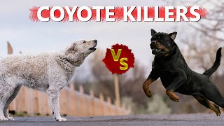 COYOTE KILLERS  KUVASZ DOG VS ROTTWEILER [upl. by Neahs]