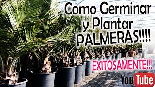 Como GERMINAR PALMERAS de SEMILLA y con MUCHISIMO ÉXITO Butia Datil Pindó [upl. by Are]