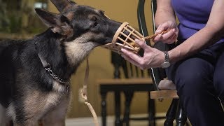 Basket Muzzle Training  Flash class [upl. by Lemuela]