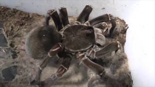 Tarantula feeding video 4 [upl. by Odlaumor]