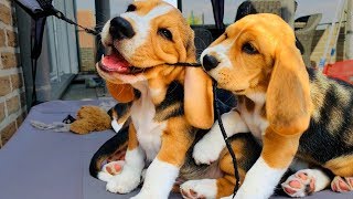 BEAGLE PUPPIES PLAYING 8 Week Old Beagle Puppy Compilation [upl. by Mcleroy]