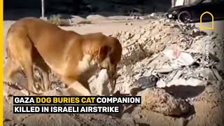 MOMENT GAZA DOG BURIES CAT COMPANION KILLED IN ISRAELI AIRSTRIKE [upl. by Hun]