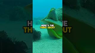 Queen helmet Facts shorts short facts ocean wildlife sea shortsfeed animals subscribe [upl. by Yednarb]