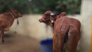 Nurturing Cows Nurturing Culture Inside the Madhav Krishna Foundation Gaushala [upl. by Nosinned383]