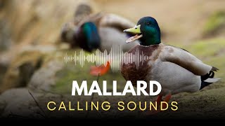 Mallard Calling  Duck Sounds [upl. by Jolanta]