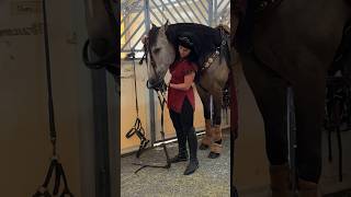 CAVALLUNA BACKSTAGE 🐴😱 shorts horses cavalluna [upl. by Snider345]