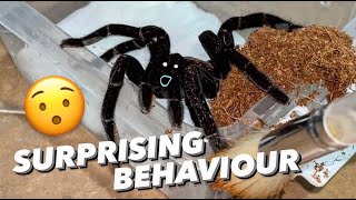 i have NEVER seen this tarantula behave like this   TOTALLY UNEXPECTED [upl. by Mag642]