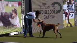 Diving Dog  2013 Purina® Incredible Dog Challenge® Las Vegas [upl. by Eitra976]