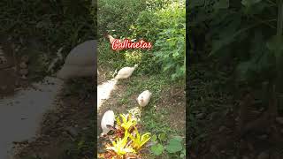 Gallinetas subscribe gatitoshaciendocosas shortvideo shortvideo hugoconstruye [upl. by Eneri]