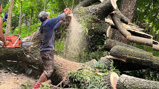 2 Strongest chainsaws  Stihl ms 881 amp Husqvarna 3120xp Vs 2 trembesi trees [upl. by Bullough692]