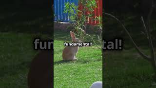 Coelhos Parte 1 animals curiosidadesnaturais curiosidades pets fofo [upl. by Lind]