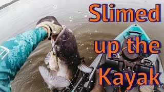 Blue Catfish in the Kayak on Lake Jordan [upl. by Uv565]