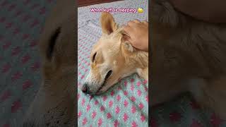 Sone nahi denge tumhe 😜🤣😵‍💫 indiedog doglover dog shorts pets cutedog [upl. by Andert]