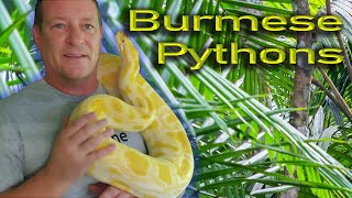 🐍 All About Burmese Pythons [upl. by Ayila]